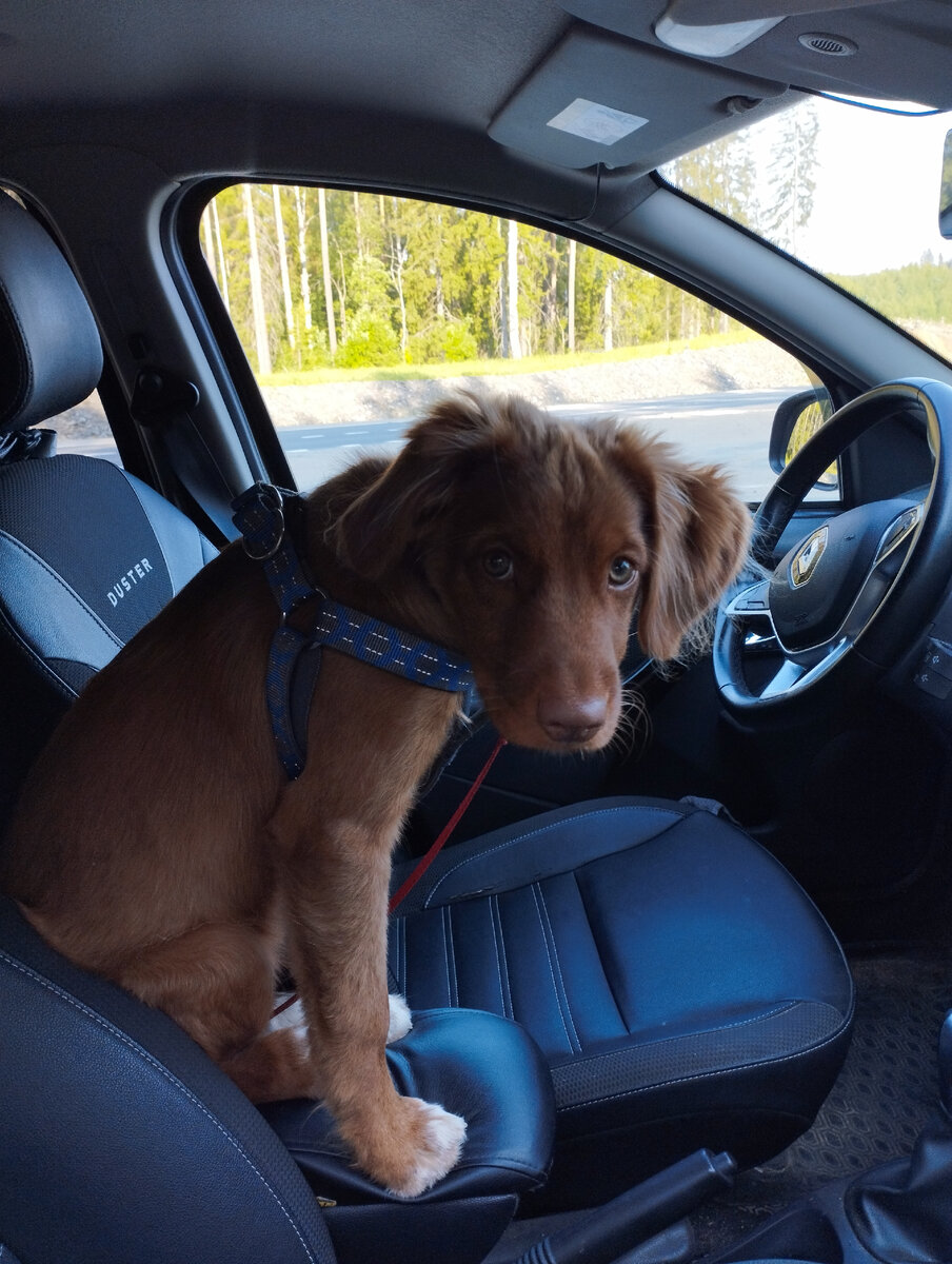 наш новый член семьи