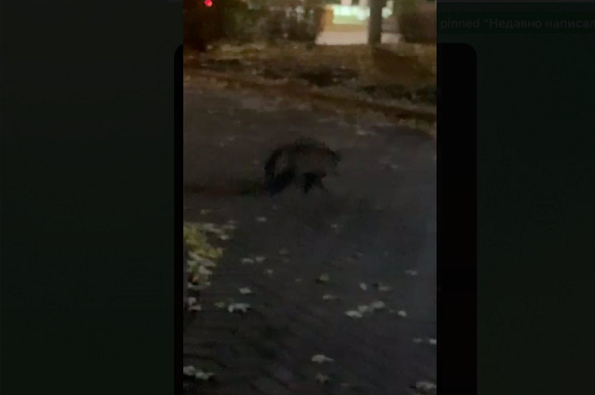    Калининградцы сообщили о гуляющем по городу без присмотра еноте