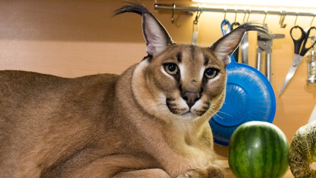 Империя кошек пятница. Ветеринарная клиника московский. Империя кошек пятница. Цветная кошка пятница. Настырный кот.