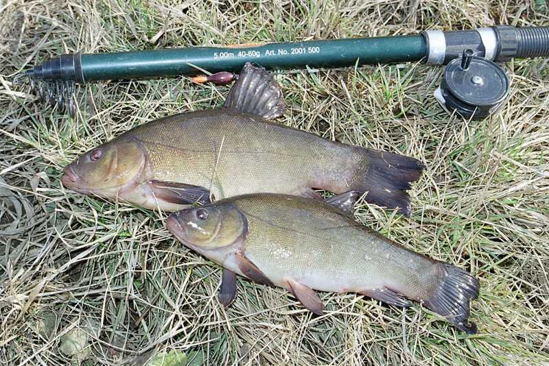 9 необычных секретов успешной ловли линя