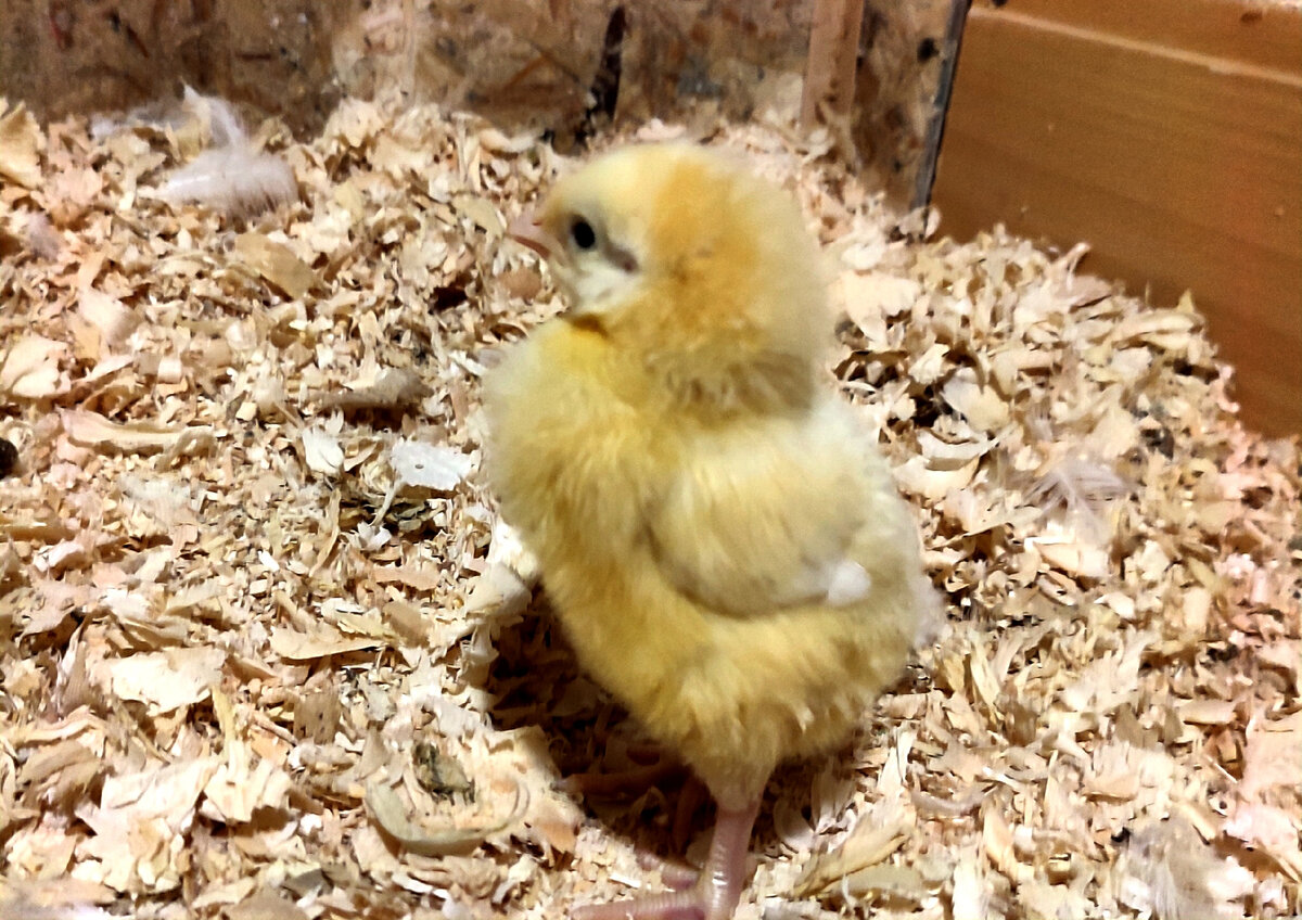 Это конечно не тот цыплёнок, а его брат близнец. 