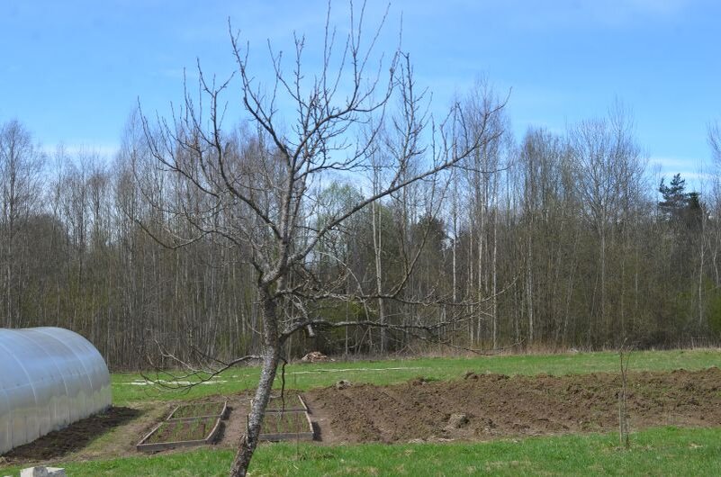 Желтая слива.