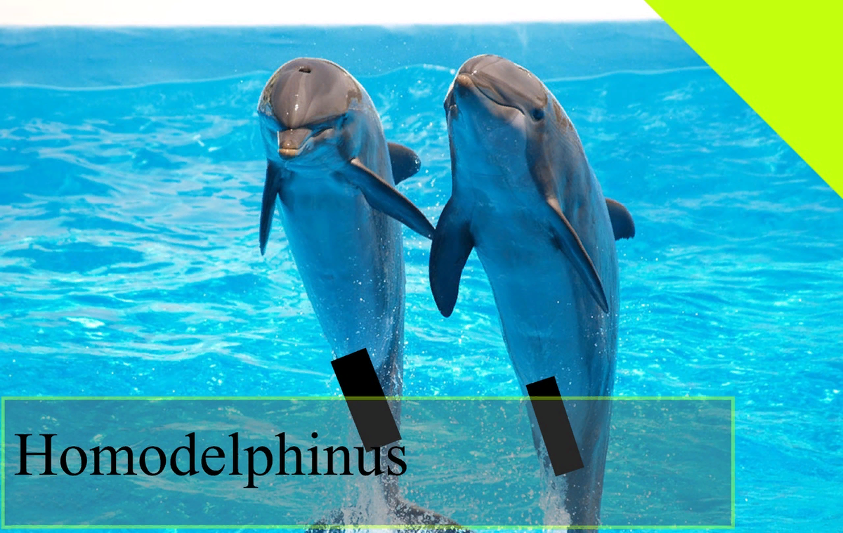 Самки дельфинов получают оргазм
