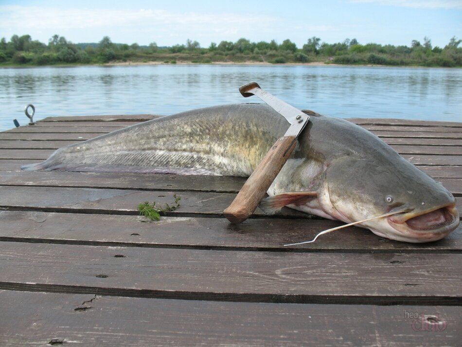 Perfect fishing. Ловля сома. Сом рыбалка. Рыбалка на сома. Рыбак с сомом.