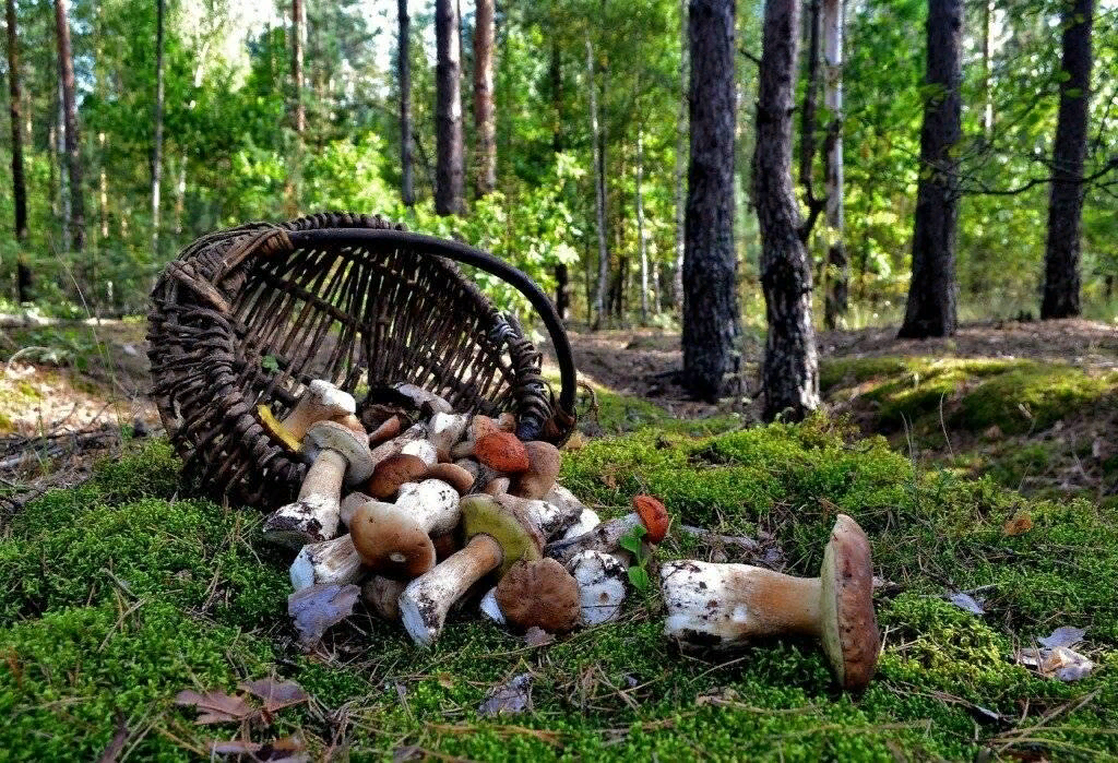 С просторов интернета