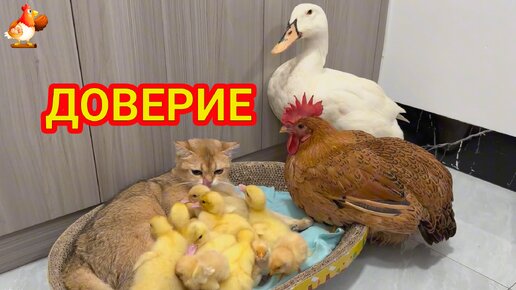 Утка и курица с малышами пришли к кошке 😘 доверие в мире животных и птиц 🤗😻❣️