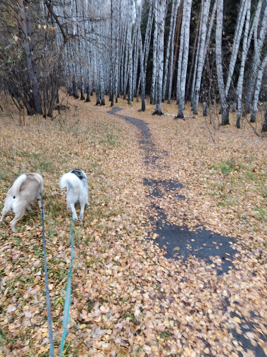 На фото мои Собачки)