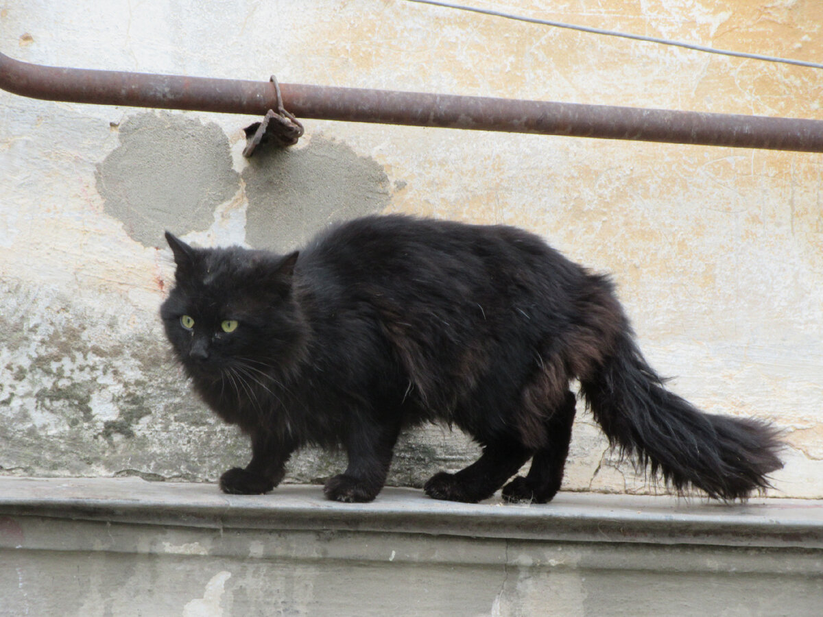 кот