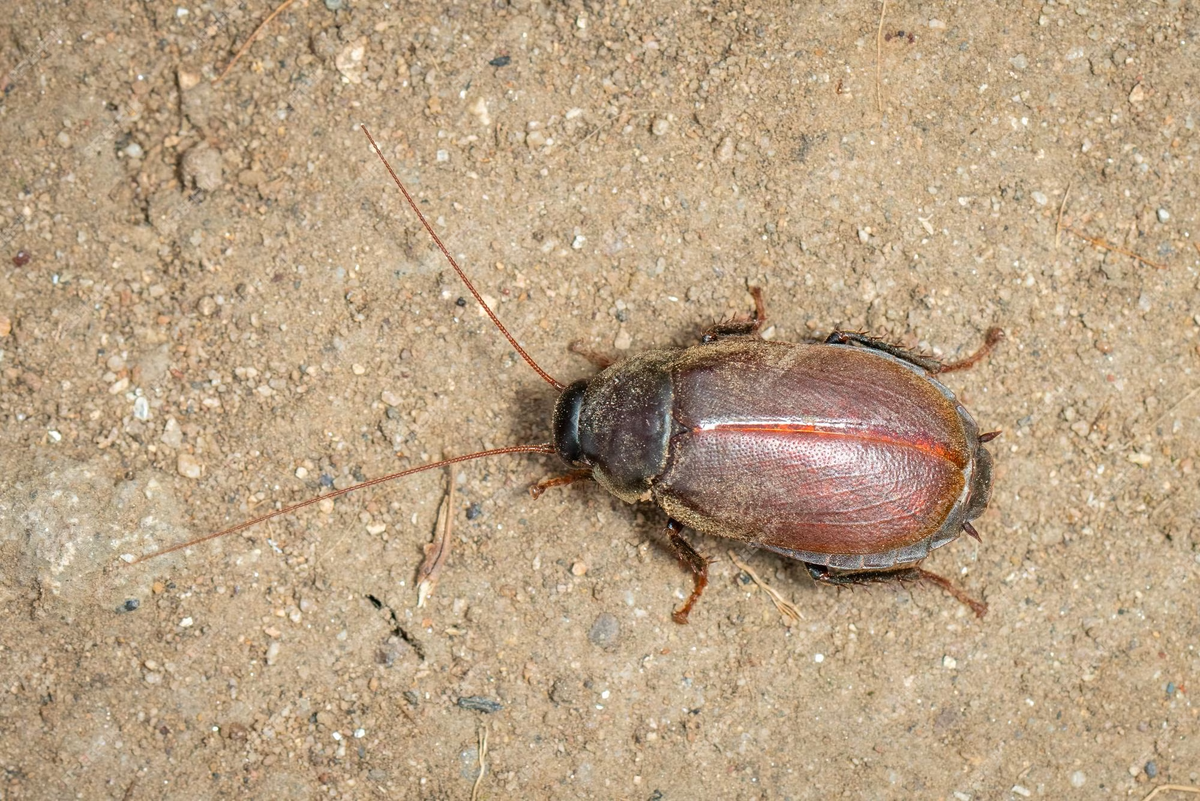 Diploptera punctata