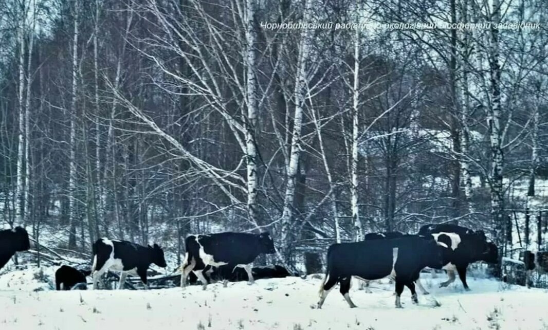 Чернобыльский радиационно-экологический биосферный заповедник