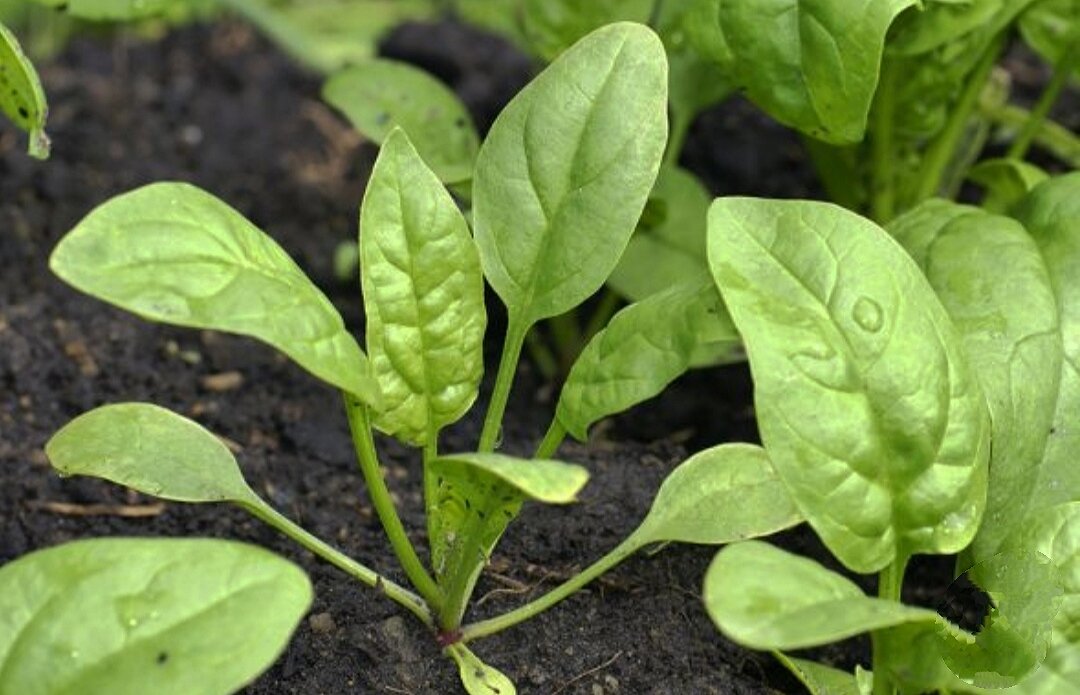 5 сортов шпината, которые подходят для выращивания в квартире, и советы поих агротехнике