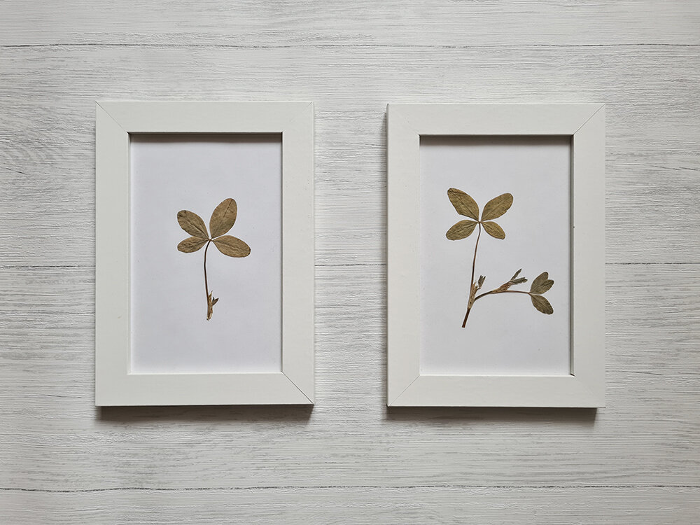 оформленный в рамки клевер