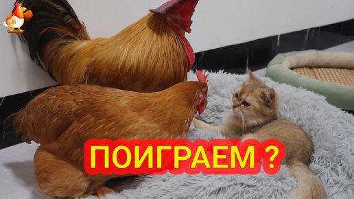 Старый петух и курица пришли поиграть с котенком 😻 с его мамой они дружат с детства 🤗😂😘