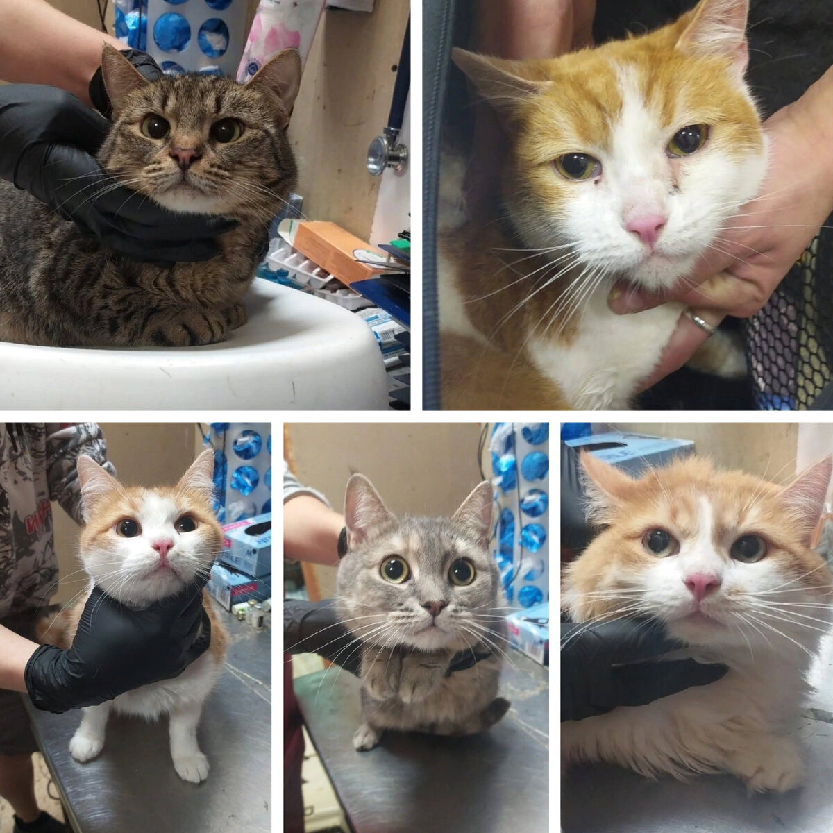 Касиана, Драже, Газировка, Ирисса, Митральеза