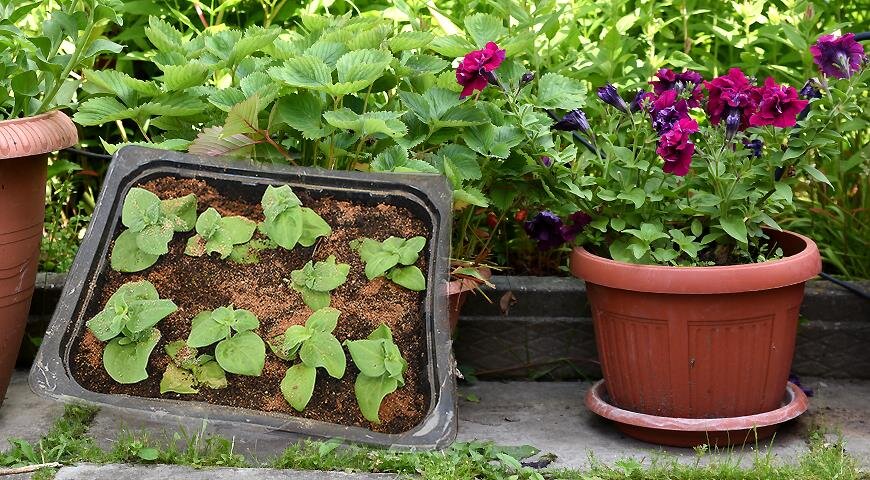 Черенки петунии. Как сохранить зимой до весны петунию. Петуния на зиму. Петунию до весны. Как сохранить зимой до весны петунию.