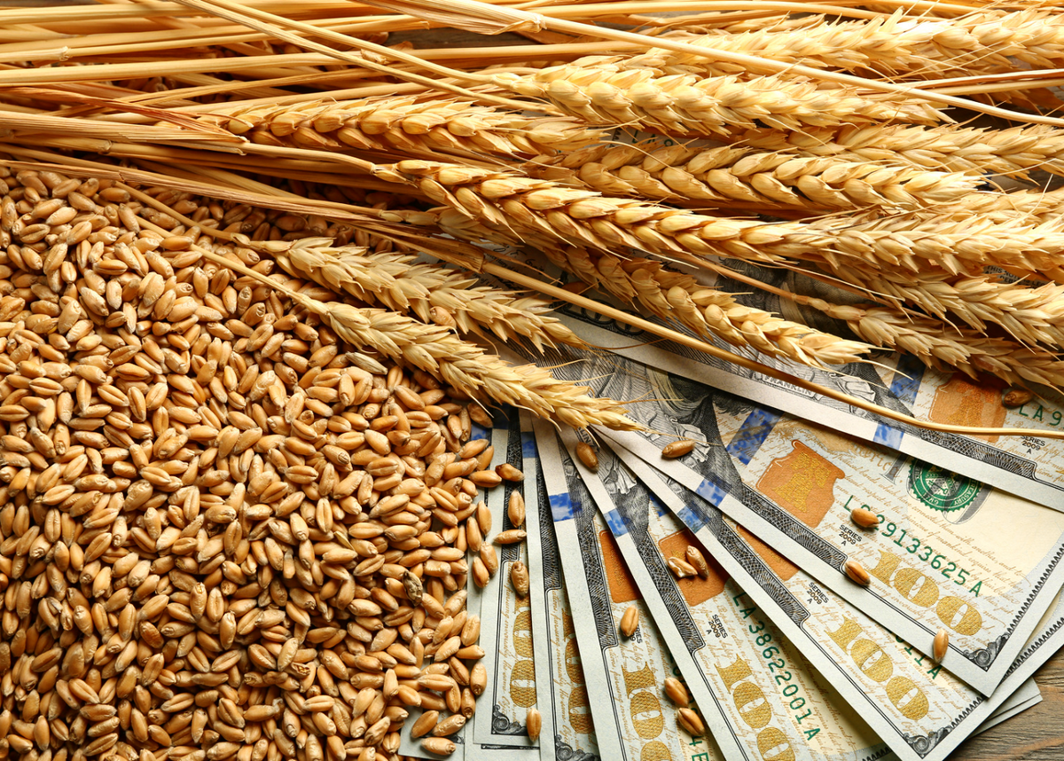 3 ноября 2023 г. Министерство сельского хозяйства РФ обновило ставки вывозной таможенной пошлины на зерновые культуры.