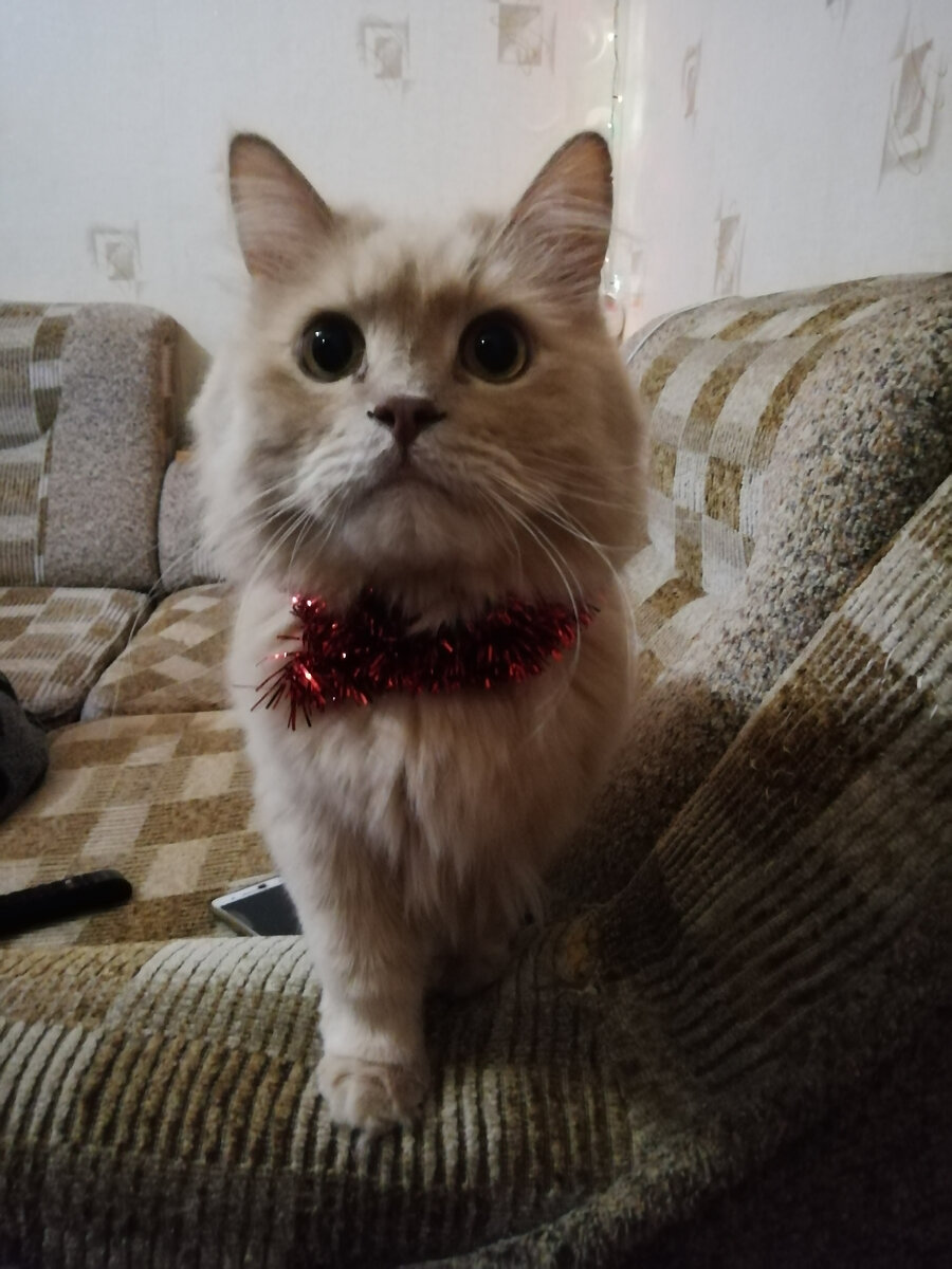Рыжий