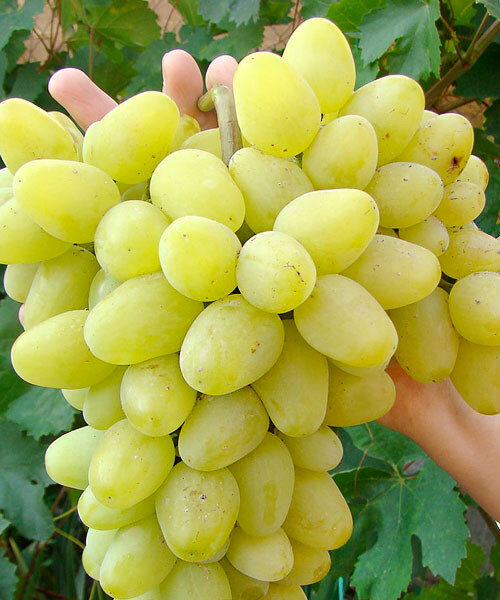 Лучшие сорта винограда для Урала с фото и описанием