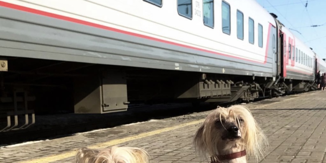 НА ПОЕЗДЕ С СОБАКАМИ - наша первая поездка.