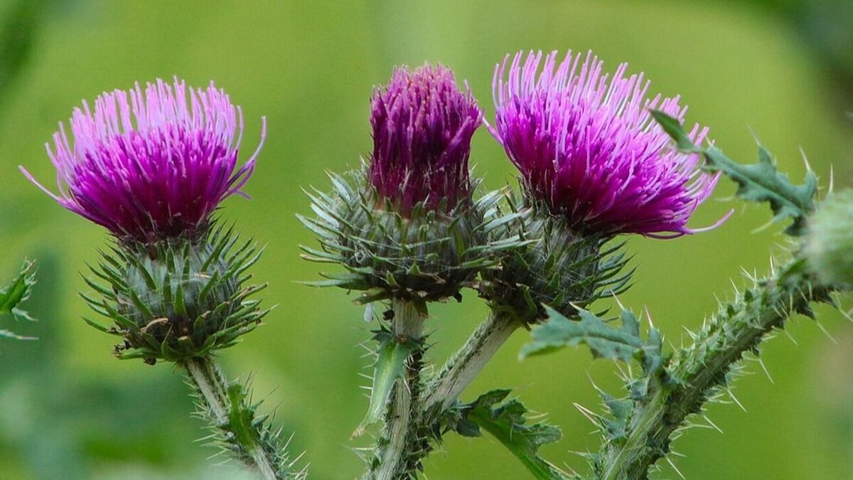 Чайная беседка