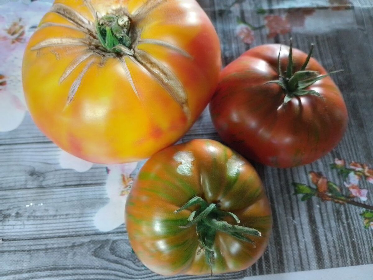 Крупный, желто-розовый это Медовый салют