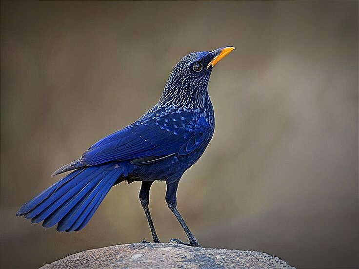 Счастье в чистом виде! 