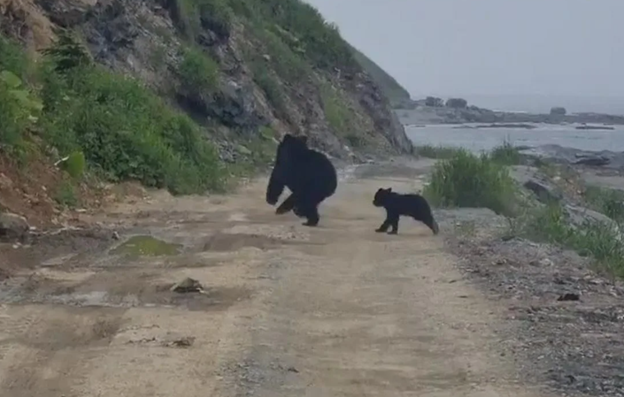 Медведица с медвежонком шли вдоль берега. Странный запах беспокоил зверя – нужно было уходить в глубь леса, но медвежонок все резвился в воде, не замечая подозрений мамы.
