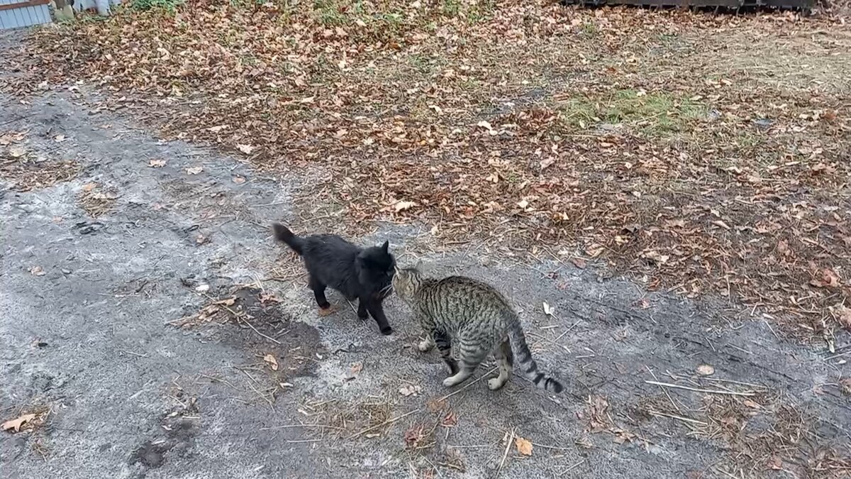 Кошачья встреча 