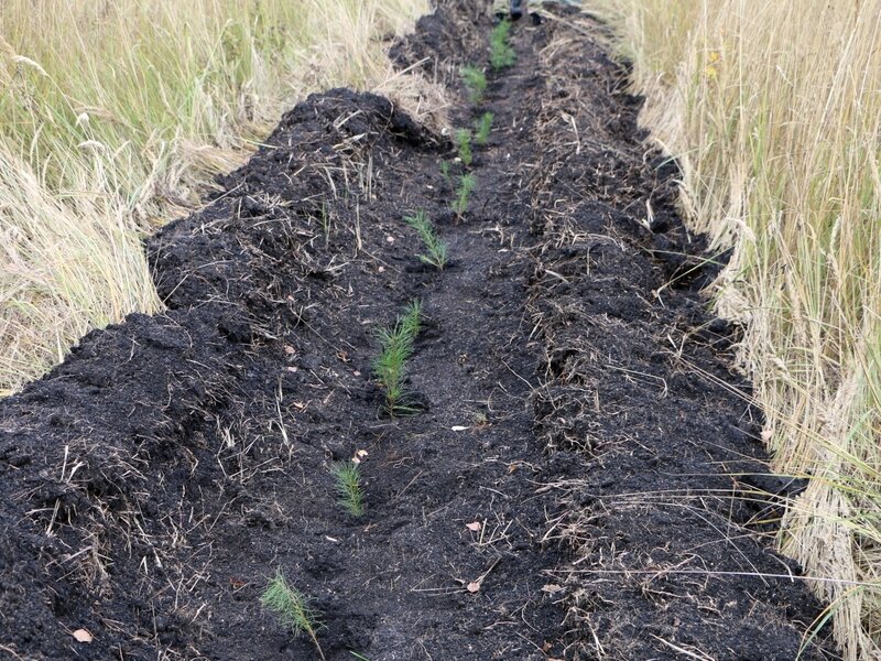    Фото: Minleshoz.pnzreg.ru