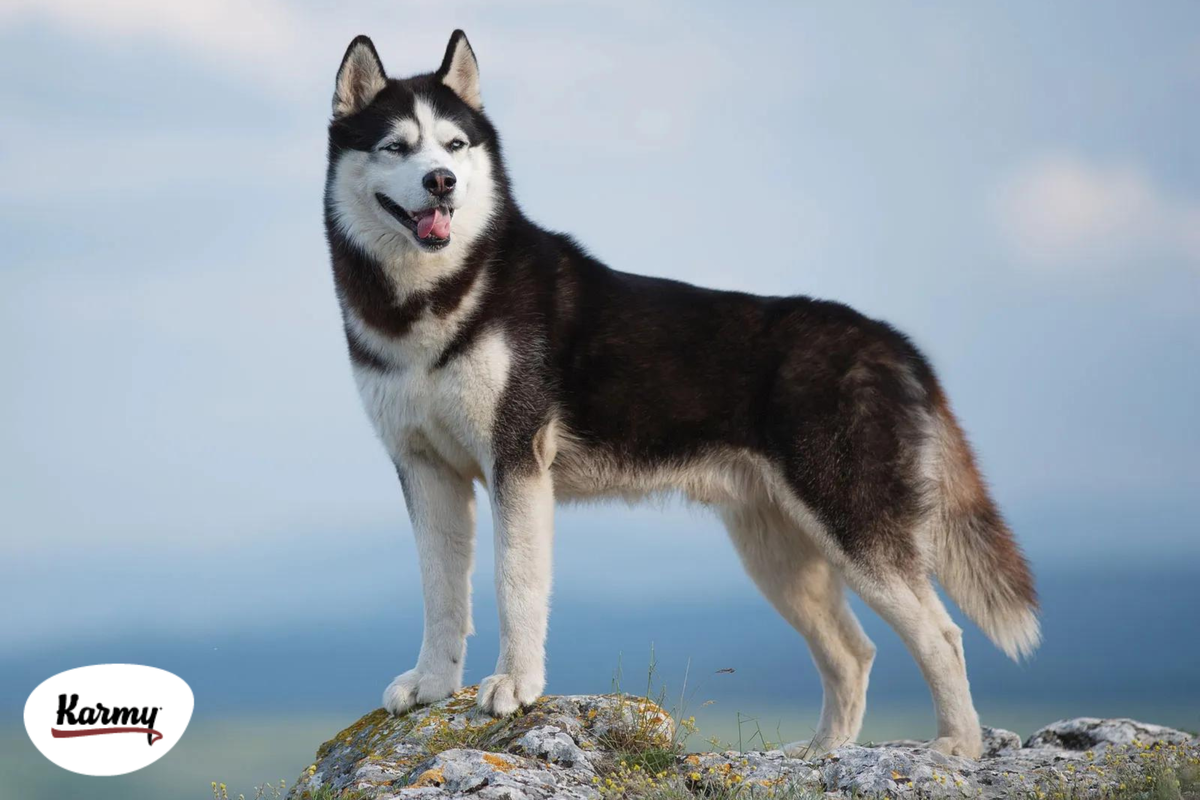 Авторское изображение с использованием картинки с сайта https://www.britannica.com