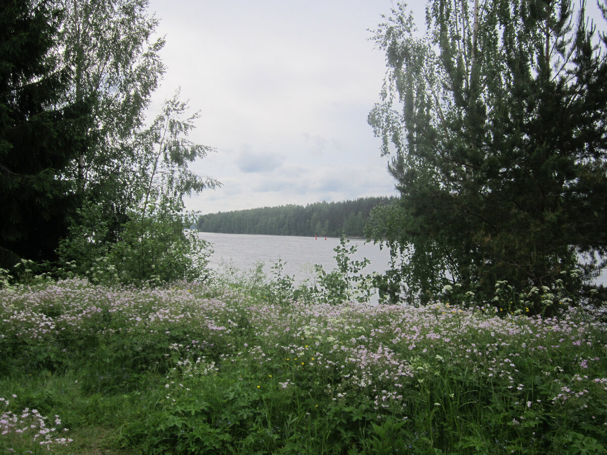 Река Свирь. Мандроги (фото автора)