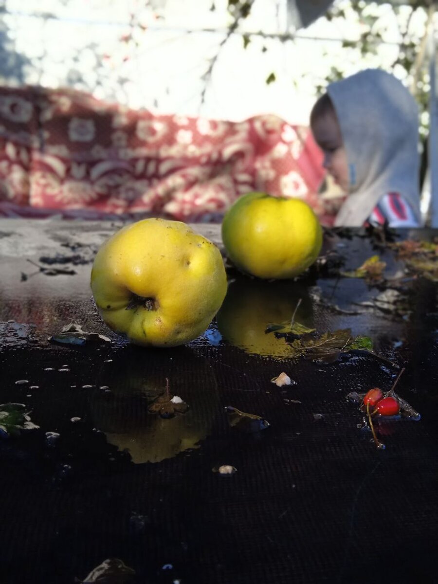 Айва у нас в саду