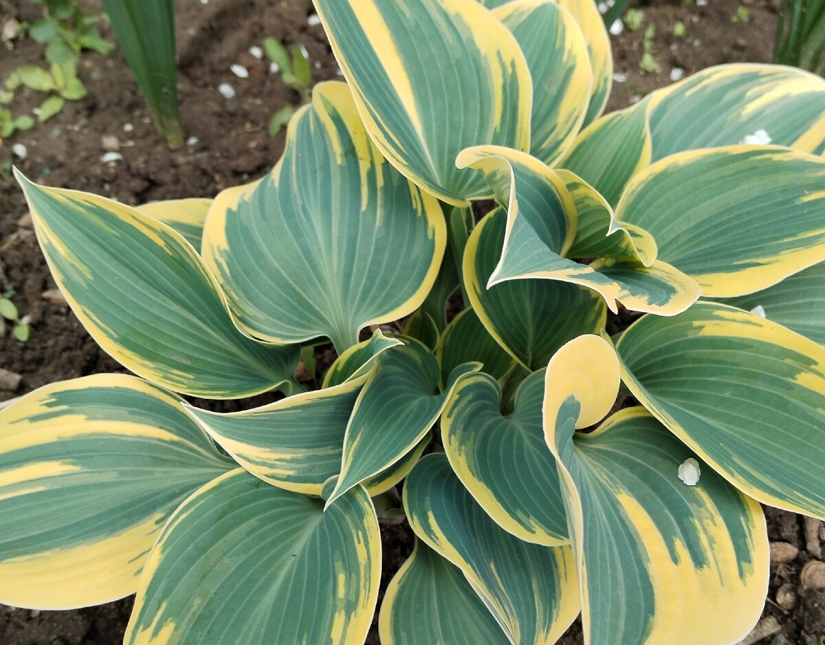 моя любимица... Как же она хороша! Уже жажду снова видеть ее весенний окрас