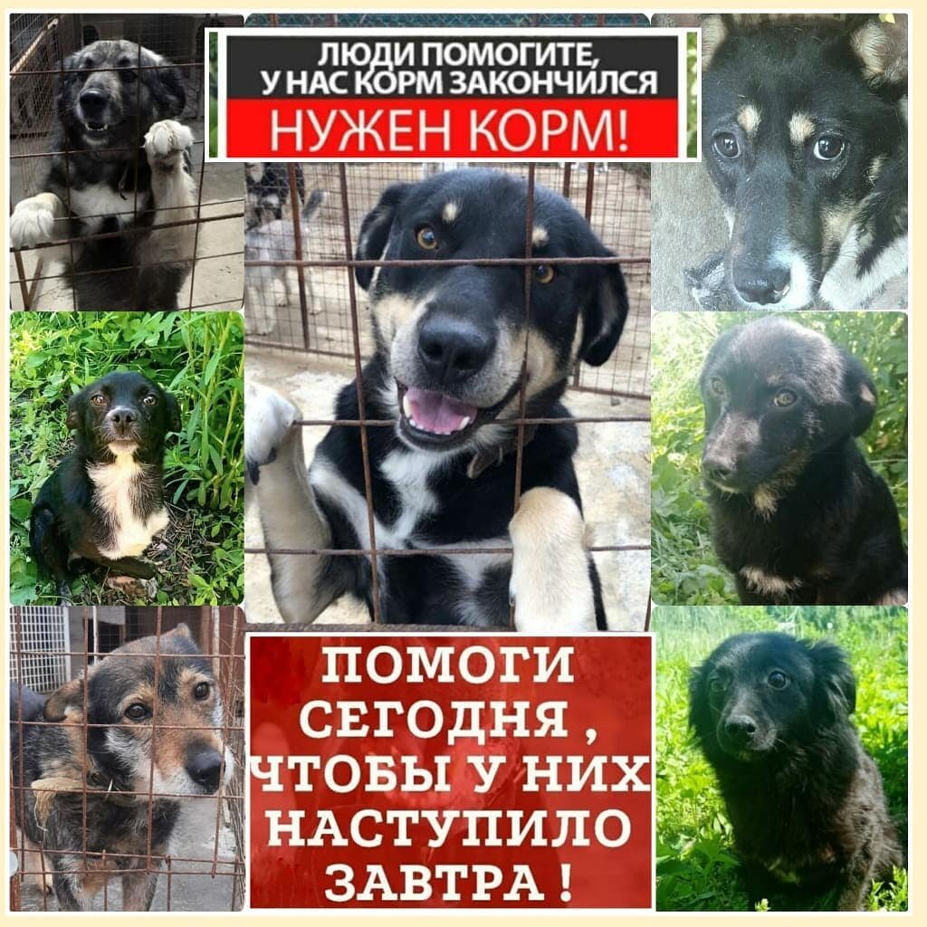 Еда, самое основное, помогите накормить животных 🐶🐈 и погасить долг  поставщику 🙏 | Кураторы Света и Мила помощь животным Ростов на Дону и  область. | Дзен