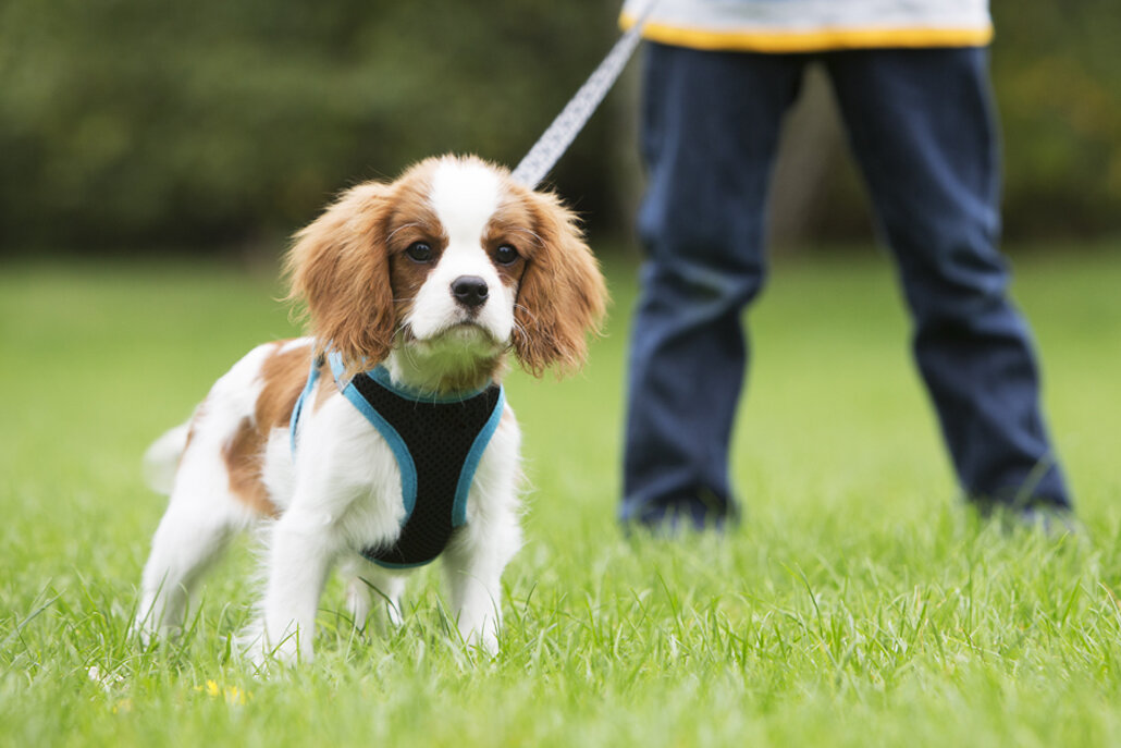 источник фото: https://www.festivalattheedge.org/wp-content/uploads/dog-1030x687.jpg