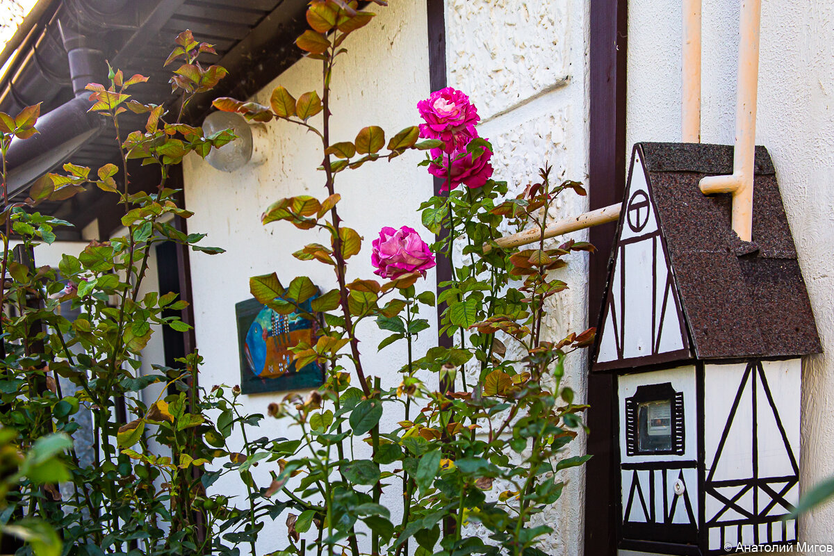 Пряничный домик для газового счетчики и роза Моника Белуччи.