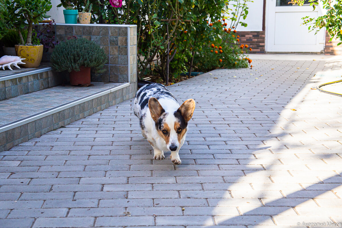 Корги Тильда.