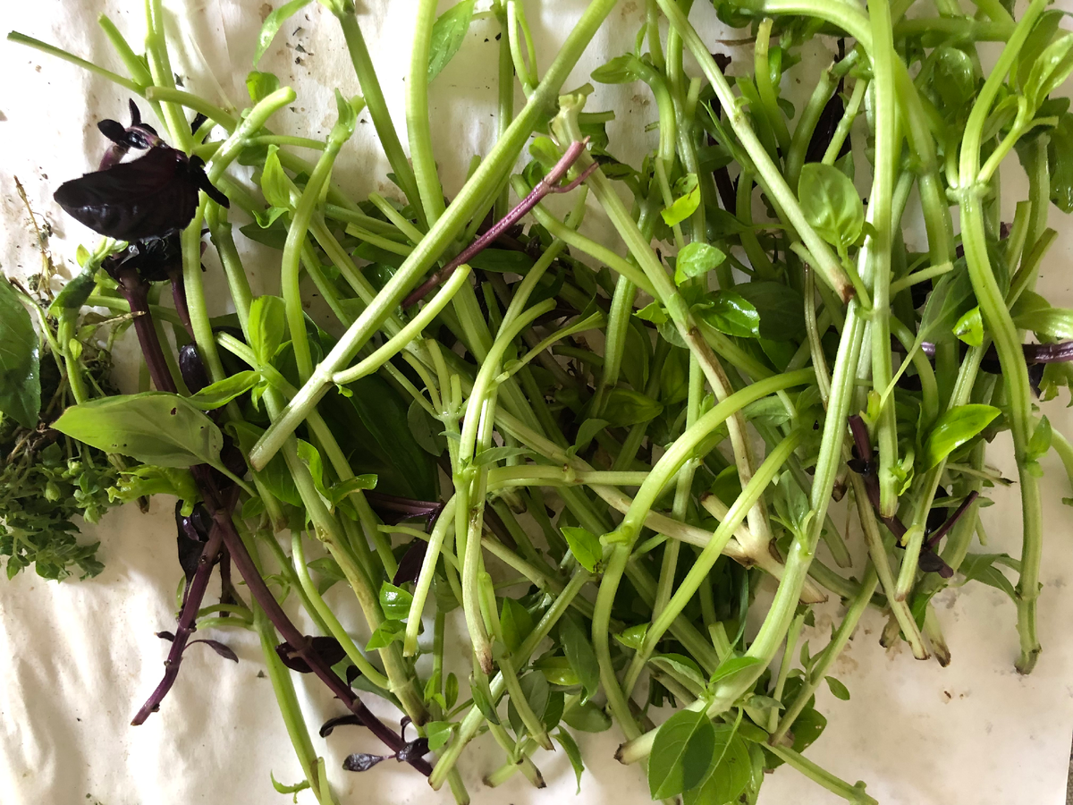 Стебли пойдут в сушилку