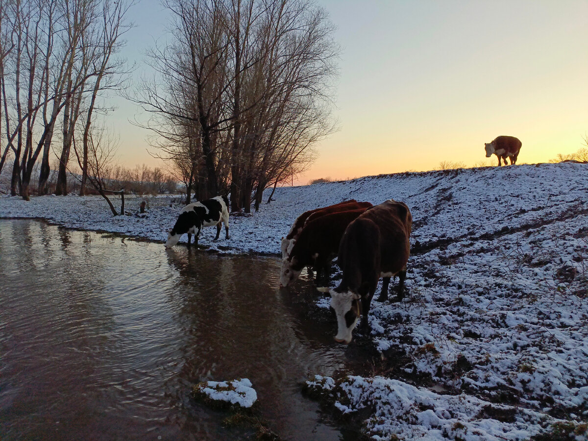 На водопое.