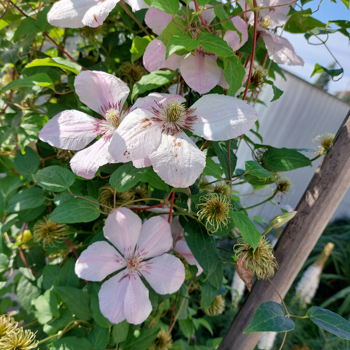 Это клематис моей соседки Тамары. У неё рука на цветы и вообще на растения легкая и ВСЁ у неё растет. 