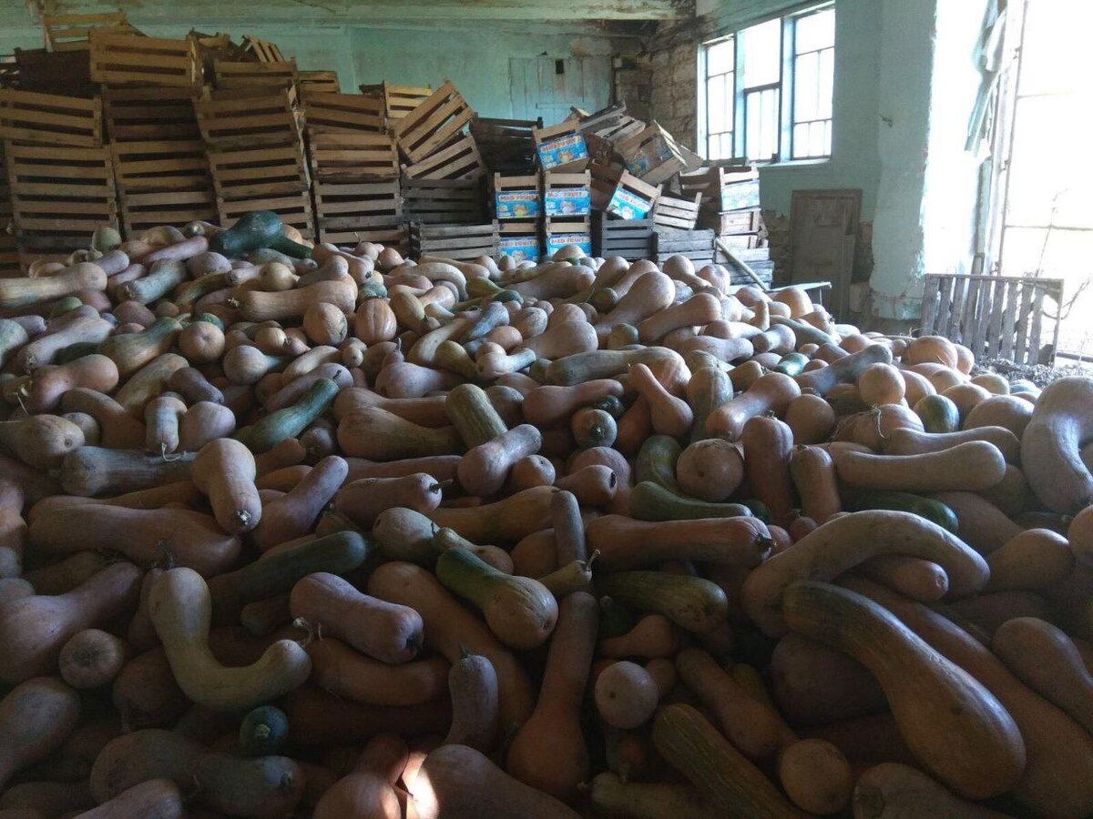 Урожай тыквенный!