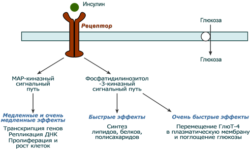 Действие инсулина биохимия. Схема рецептора инсулина. Механизм действия инсулина схема. Механизм действия инсулина биохимия гормоны. Рецептор инсулина биохимия.