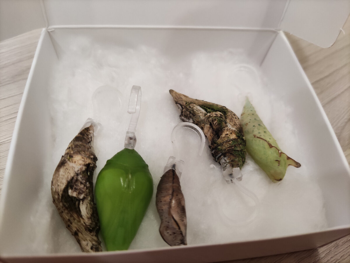 Куколки такие разные. Фото: личный архив