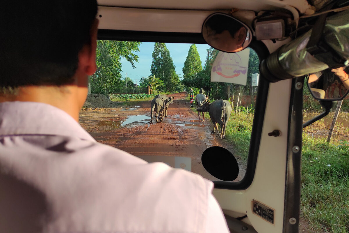 Коров выводят на поля, мы едем на съемку