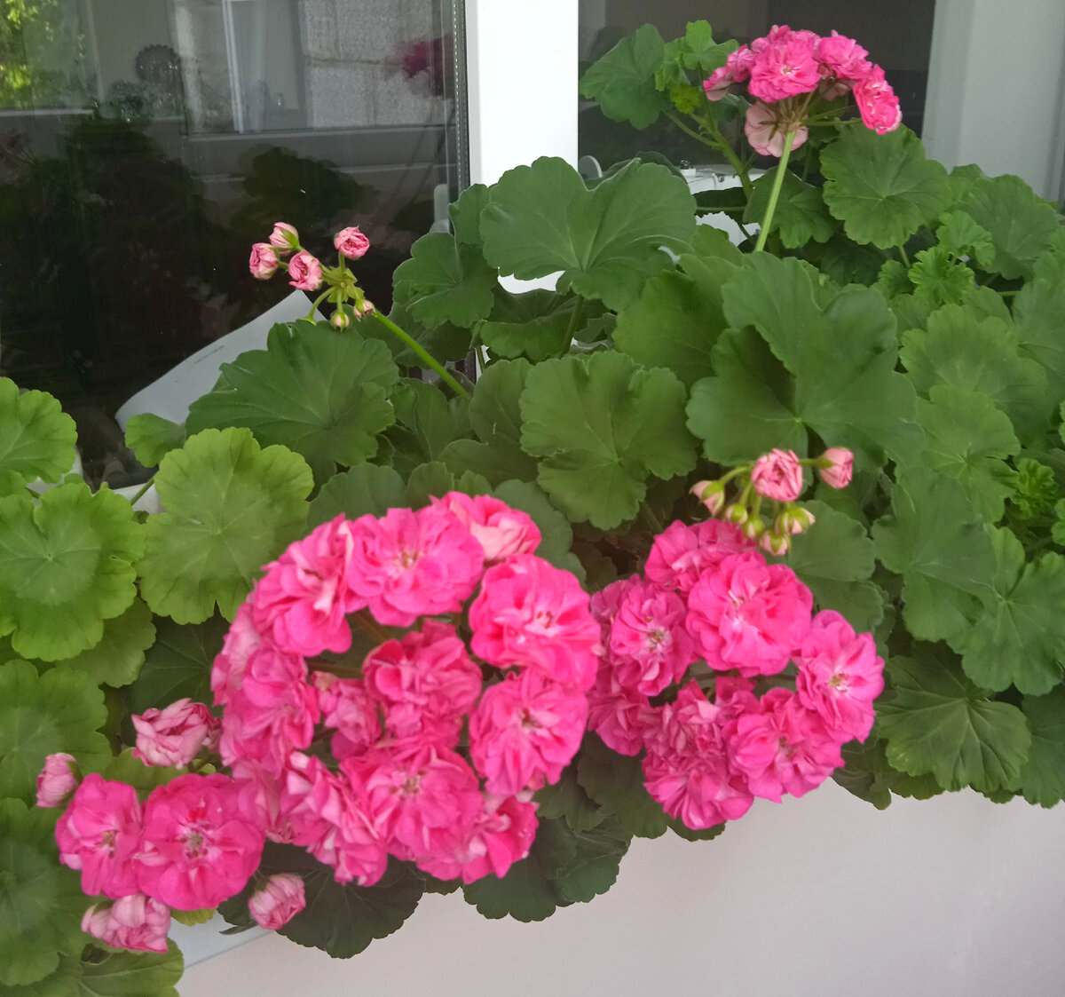 Моя герань сорт 'Survivor Idols Rosalinda.