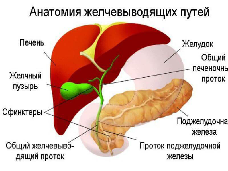 Желчные протоки печени. Желчный пузырь анатомия человека. Анатомия желчного пузыря и желчевыводящих. Анатомия желчного пузыря и протоков. Печень, желчный пузырь, поджелудочная железа анатомия строение.