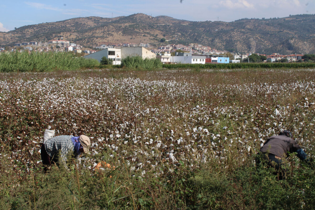 Хлопковое поле в Сельчуке