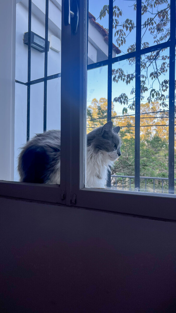 Соседский кот