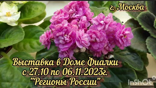 Фиалки. Выставка в Москве с 27.10 по 06.11.23г. Регионы России.