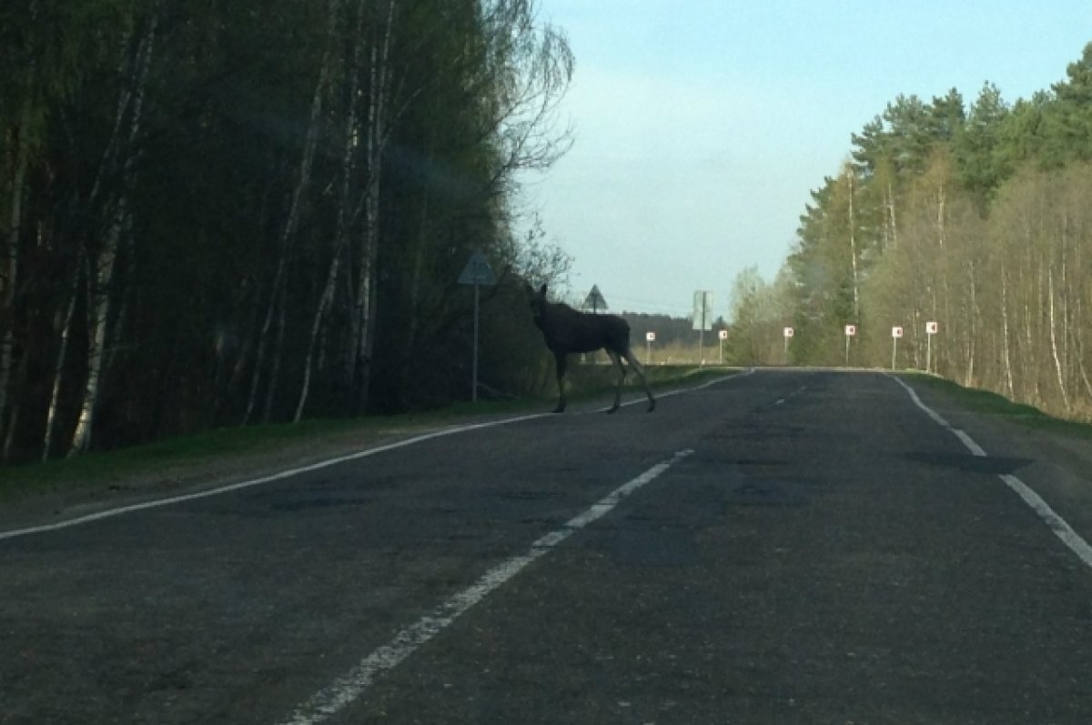    В период размножения лоси теряют бдительность и часто пересекают трассы.